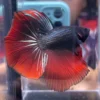 cupang-1786776200983 Cupang Halfmoon Red copper short body/cebol Jantan