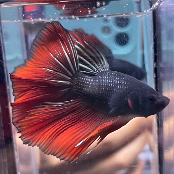 cupang-1786776203489 Cupang Halfmoon Red copper short body/cebol Jantan