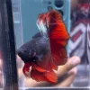 cupang-1786776205322 Cupang Halfmoon Red copper short body/cebol Jantan