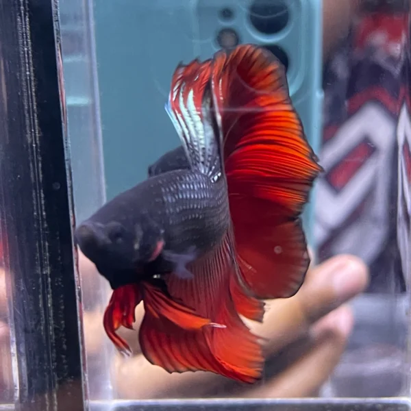 cupang-1786776205322 Cupang Halfmoon Red copper short body/cebol Jantan