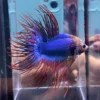 Cupang Crown Tail (Serit) Maskot Jantan