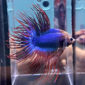 Cupang Crown Tail (Serit) Maskot Jantan