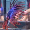 Cupang Crown Tail (Serit) Maskot Jantan