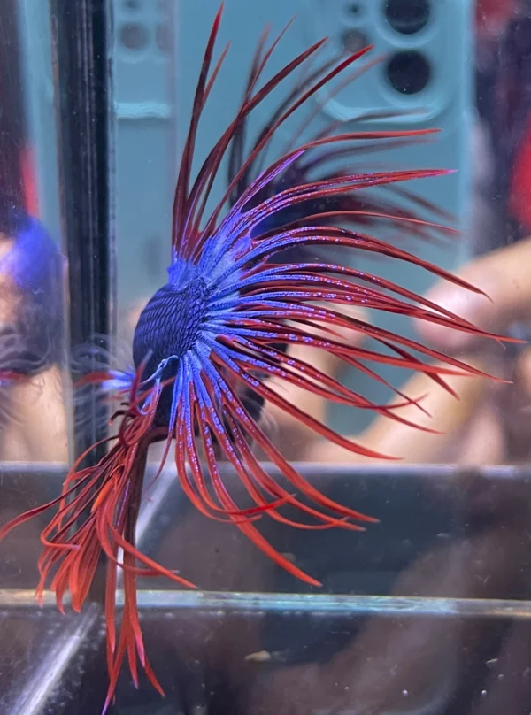 Cupang Crown Tail (Serit) Maskot Jantan
