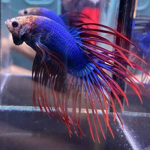 Cupang Crown Tail (Serit) Maskot Jantan