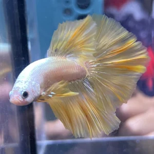 Cupang Halfmoon Yello dragon snow ohm Jantan