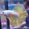Cupang Halfmoon Yello dragon snow ohm Jantan