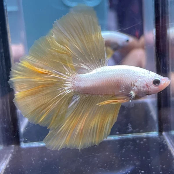Cupang Halfmoon Yello dragon snow ohm Jantan