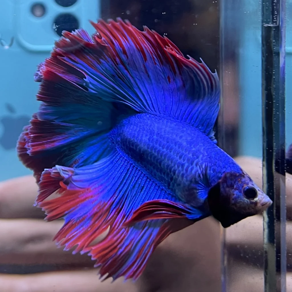Halfmoon Double Tail Mascot