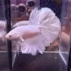 cupang-1788315116816 Cupang Halfmoon White Platinum Jantan