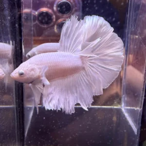 Cupang Halfmoon White Platinum Jantan