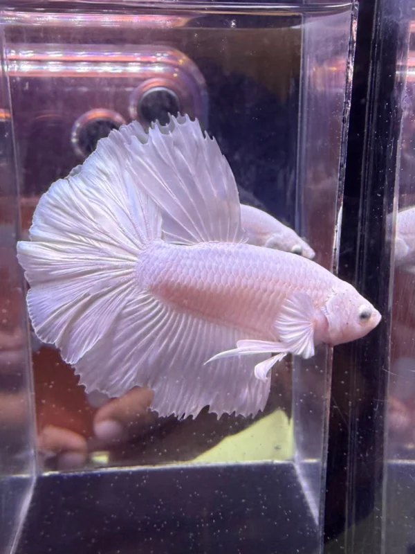 cupang-1788315121297 Cupang Halfmoon White Platinum Jantan