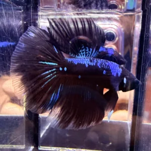 Cupang Halfmoon AVATAR Jantan