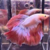 Cupang Halfmoon Pink Jumbo Jantan