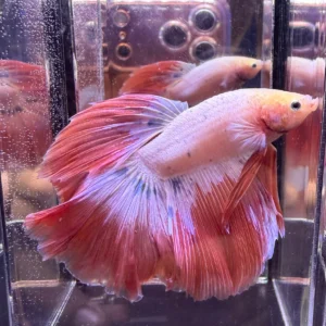 Cupang Halfmoon Pink Jumbo Jantan