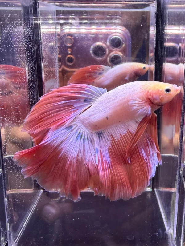 Cupang Halfmoon Pink Jumbo Jantan