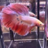 Cupang Halfmoon Pink Jumbo Jantan