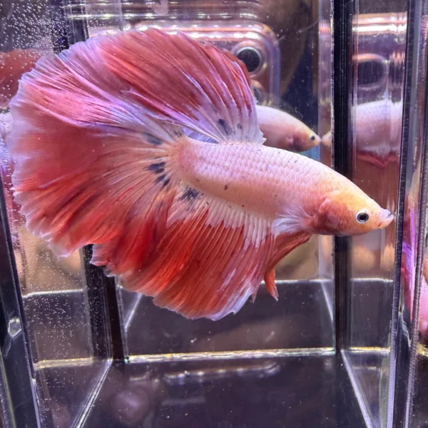 Cupang Halfmoon Pink Jumbo Jantan