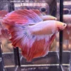 Cupang Halfmoon Pink Jumbo Jantan