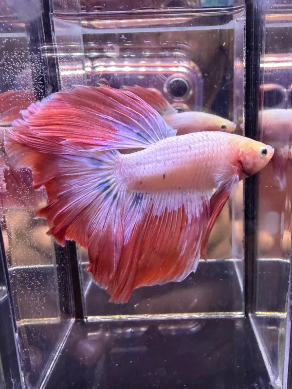 Cupang Halfmoon Pink Jumbo Jantan