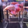 Cupang Halfmoon Pink Jumbo Jantan