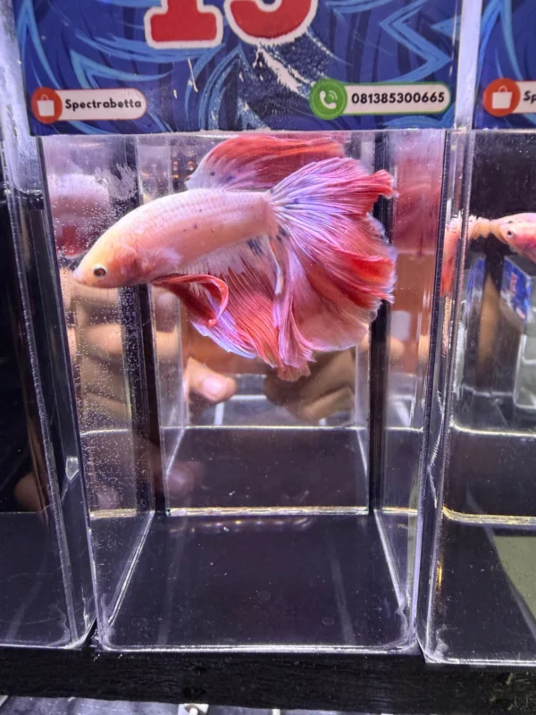 Cupang Halfmoon Pink Jumbo Jantan