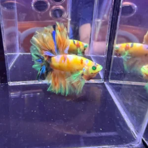 Cupang Halfmoon Kingrosetail Neon Multi Jantan