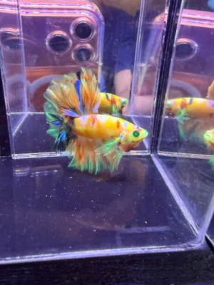 Cupang Halfmoon Kingrosetail Neon Multi Jantan