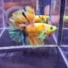 cupang-1788318950854 Cupang Halfmoon Kingrosetail Neon Multi Jantan