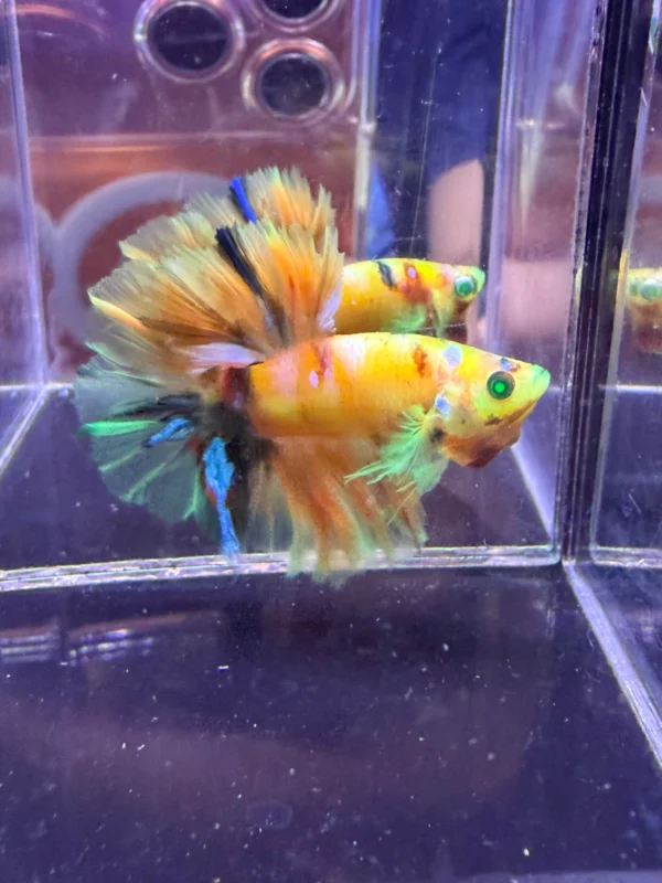 cupang-1788318950854 Cupang Halfmoon Kingrosetail Neon Multi Jantan